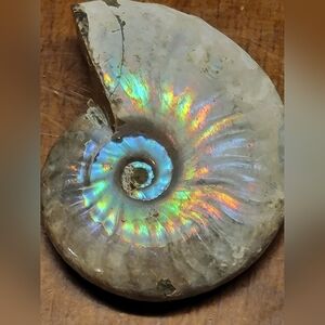 Large Full Specimen Ammolite Flashy